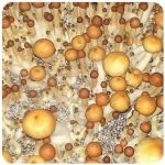 Псилоцибиновые (галлюциногенные)  грибы Psilocybin "Golden Teacher" в Красково