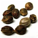 Семена марихуаны АК-47  (Seeds AK-47) в Красково
